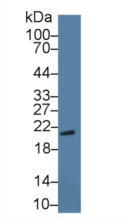 Polyclonal Antibody to Casein Alpha (CSN1)