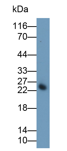Polyclonal Antibody to Casein Alpha (CSN1)