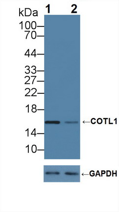 Polyclonal Antibody to Coactosin Like Protein 1 (COTL1)