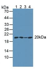 Polyclonal Antibody to Actin Related Protein 2/3 Complex Subunit 4 (ARPC4)