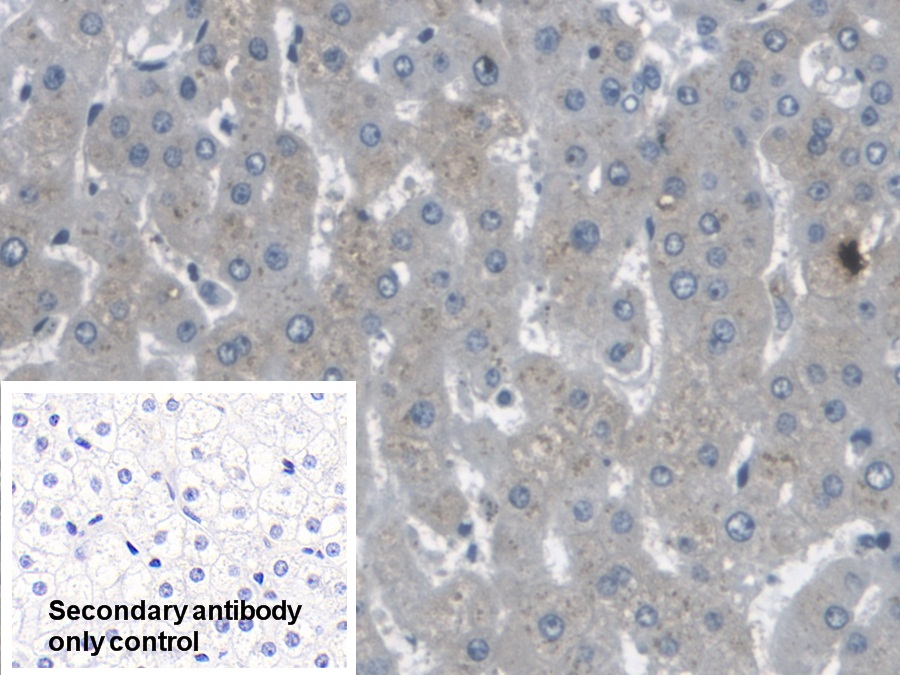 Polyclonal Antibody to Actin Related Protein 2/3 Complex Subunit 4 (ARPC4)