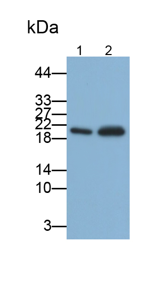 Polyclonal Antibody to Amelogenin, X-Linked (AMELX)