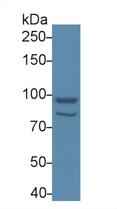 Polyclonal Antibody to Aconitase 1 (ACO1)