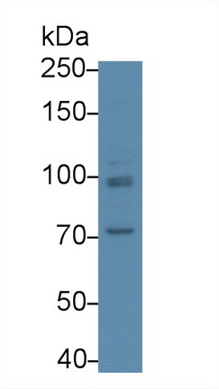 Polyclonal Antibody to Aconitase 1 (ACO1)