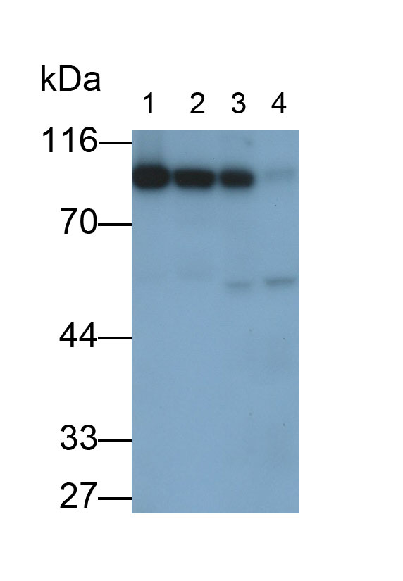 Polyclonal Antibody to Aconitase 1 (ACO1)