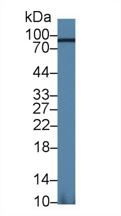 Polyclonal Antibody to Aconitase 1 (ACO1)