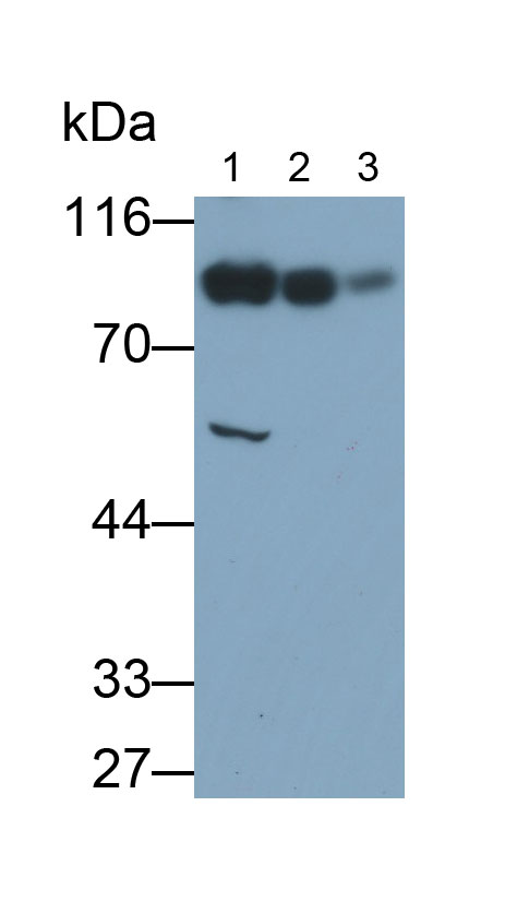 Polyclonal Antibody to Aconitase 1 (ACO1)