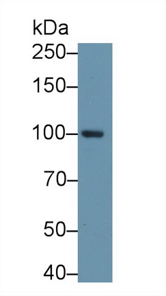 Polyclonal Antibody to Aconitase 1 (ACO1)