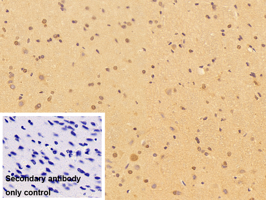 Polyclonal Antibody to Non POU Domain Containing Octamer Binding Protein (NONO)
