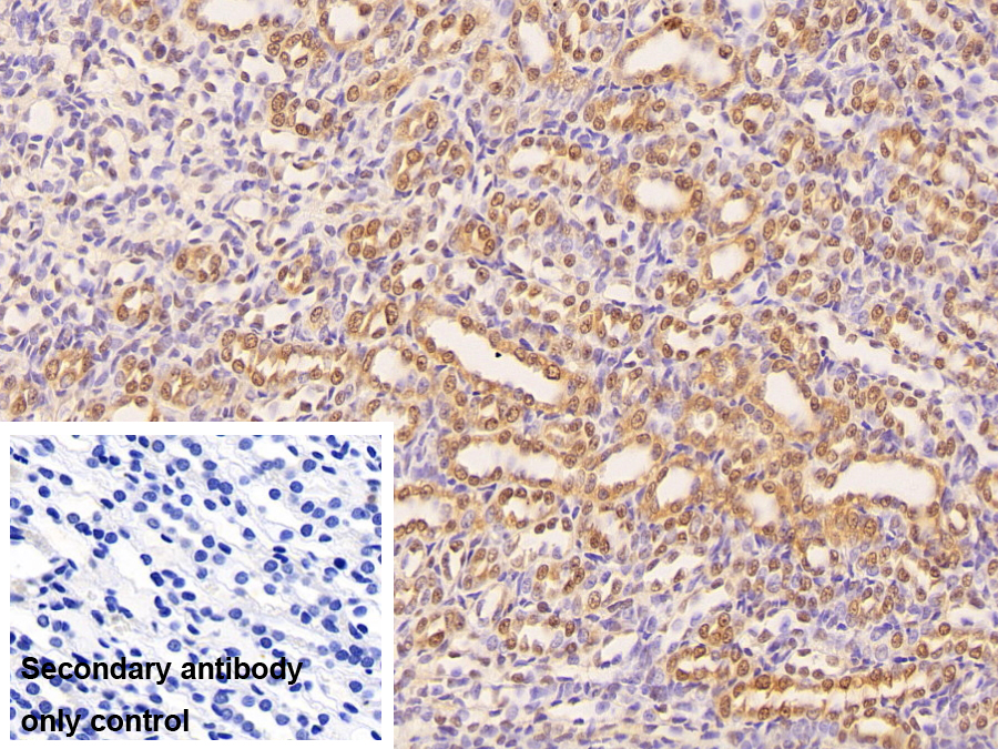 Polyclonal Antibody to Non POU Domain Containing Octamer Binding Protein (NONO)