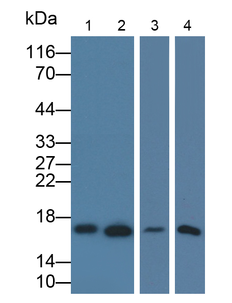 Polyclonal Antibody to L-Threonine Dehydrogenase (TDH)