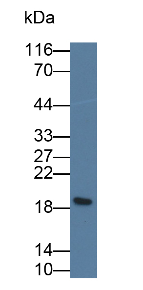 Polyclonal Antibody to L-Threonine Dehydrogenase (TDH)