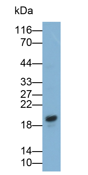 Polyclonal Antibody to L-Threonine Dehydrogenase (TDH)