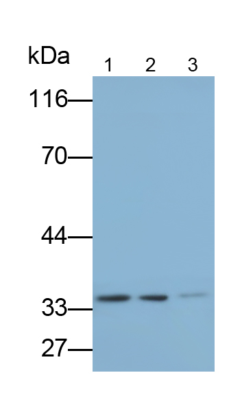 Polyclonal Antibody to Bcl2/Adenovirus E1B 19kDa Interacting Protein 3 Like Protein (BNIP3L)