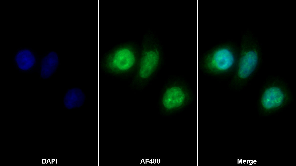 Polyclonal Antibody to Eomesodermin (EOMES)