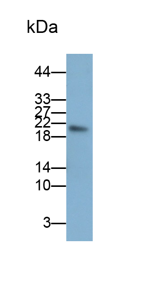 Polyclonal Antibody to Regenerating Islet Derived Protein 3 Beta (REG3b)