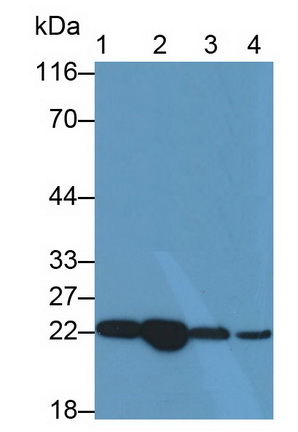 Polyclonal Antibody to Parkinson Disease Protein 7 (PARK7)