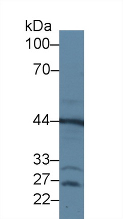 Polyclonal Antibody to Fibroblast Growth Factor 15 (FGF15)