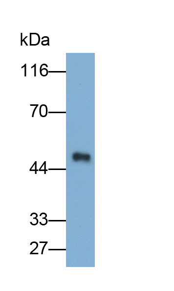 Polyclonal Antibody to Alpha-2-Glycoprotein 1, Zinc Binding (aZGP1)