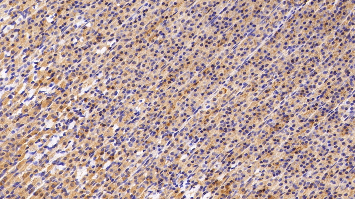 Polyclonal Antibody to B-Cell CLL/Lymphoma 2 Like Protein 2 (Bcl2L2)