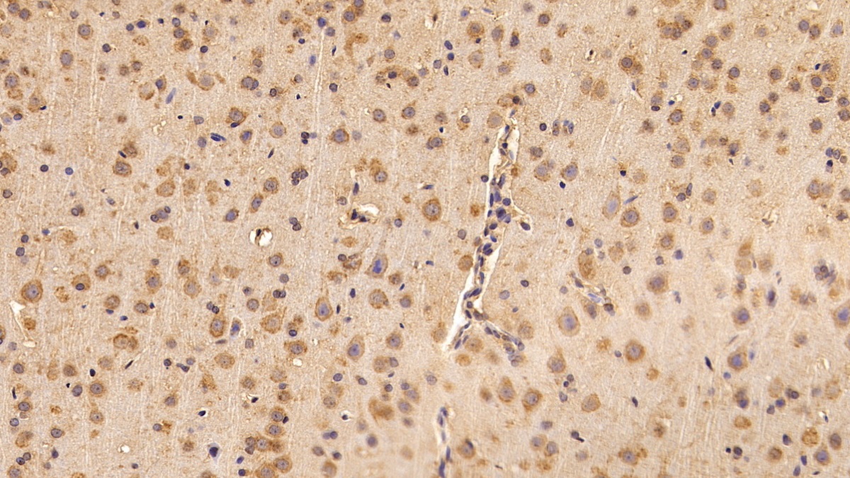 Polyclonal Antibody to B-Cell CLL/Lymphoma 2 Like Protein 2 (Bcl2L2)