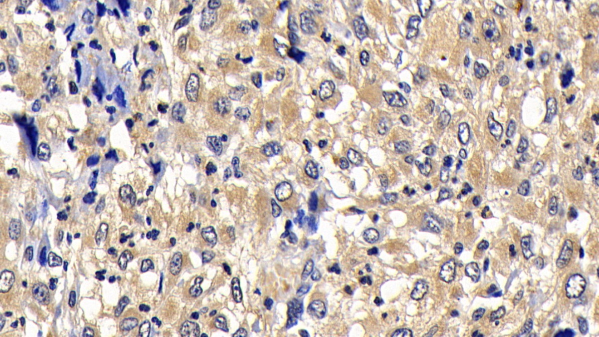 Polyclonal Antibody to B-Cell CLL/Lymphoma 2 Like Protein 2 (Bcl2L2)