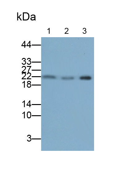 Polyclonal Antibody to CASP2 And RIPK1 Domain Containing Adaptor With Death Domain Protein (CRADD)