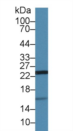 Polyclonal Antibody to Ubiquitin Cross Reactive Protein (UCRP)