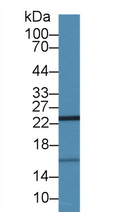 Polyclonal Antibody to Ubiquitin Cross Reactive Protein (UCRP)