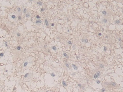 Polyclonal Antibody to Ubiquitin Cross Reactive Protein (UCRP)