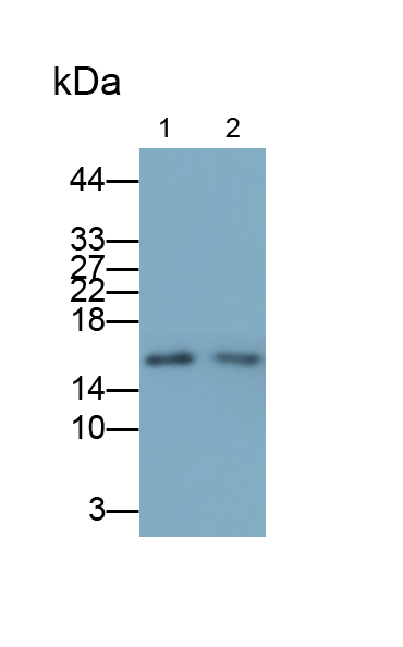Polyclonal Antibody to Ubiquitin Cross Reactive Protein (UCRP)