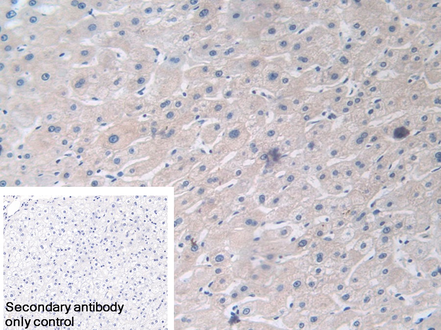 Polyclonal Antibody to Myxovirus Resistance 1 (MX1)