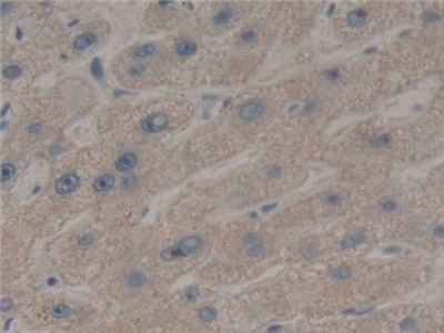 Polyclonal Antibody to Wingless Type MMTV Integration Site Family, Member 2 (WNT2)