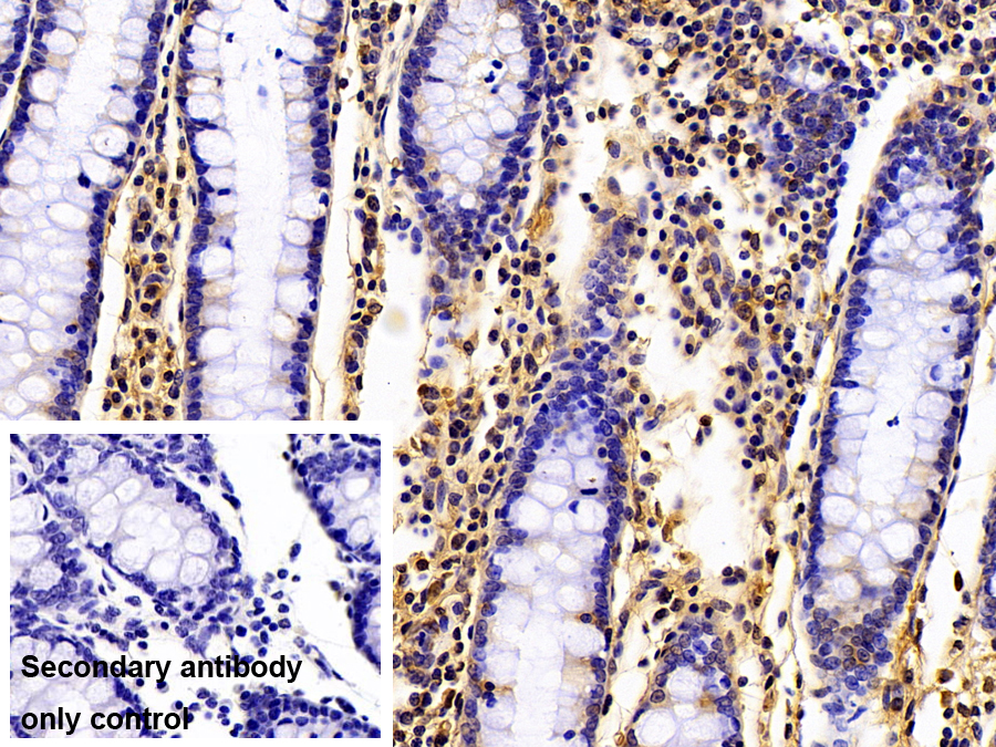 Polyclonal Antibody to Proliferation Associated Protein 2G4 (PA2G4)