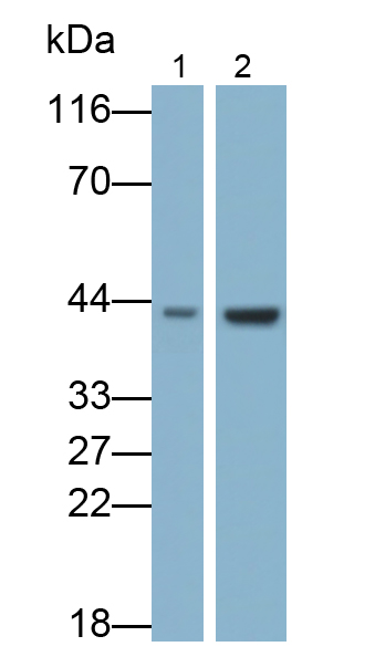 Polyclonal Antibody to REV1 Homolog (REV1)