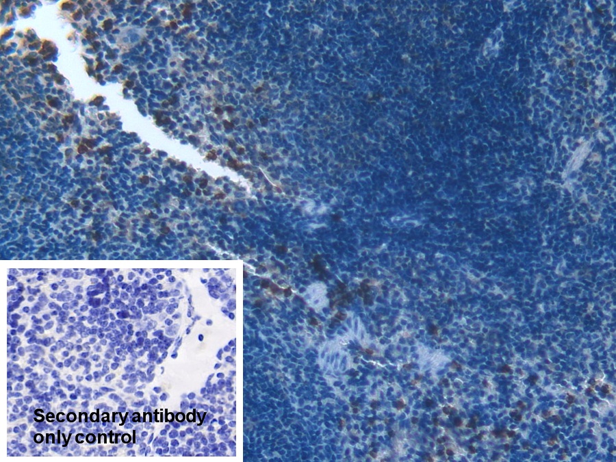 Polyclonal Antibody to R-Spondin 1 (RSPO1)