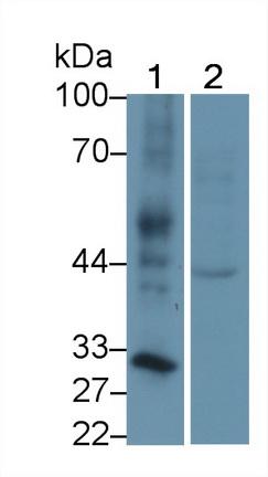 Polyclonal Antibody to R-Spondin 3 (RSPO3)