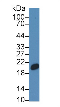 Polyclonal Antibody to Canopy 2 Homolog (CNPY2)