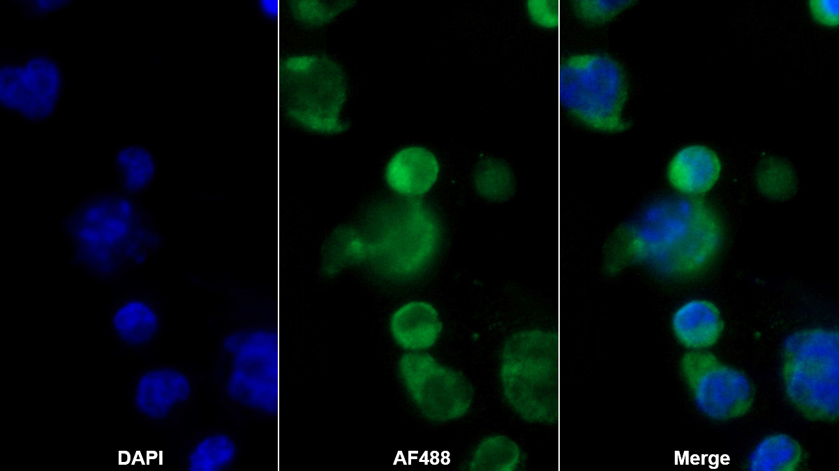 Polyclonal Antibody to RAB37, Member RAS Oncogene Family (RAB37)