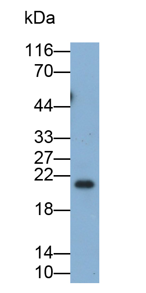 Polyclonal Antibody to RAB37, Member RAS Oncogene Family (RAB37)