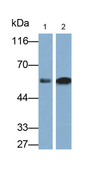 Polyclonal Antibody to Keratin 71 (KRT71)