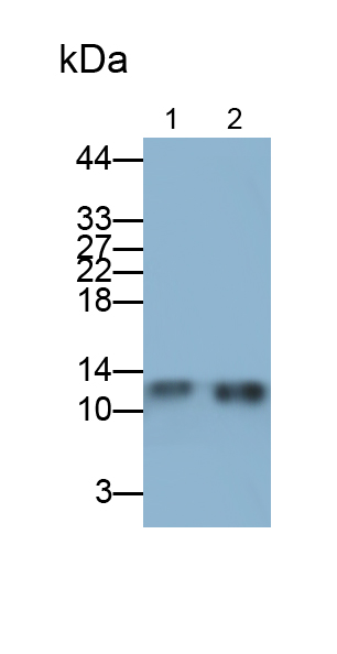 Polyclonal Antibody to Migration And Invasion Enhancer 1 (MIEN1)
