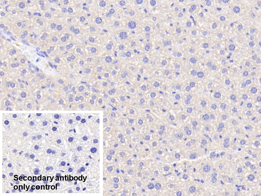 Polyclonal Antibody to Angiopoietin Like Protein 6 (ANGPTL6)