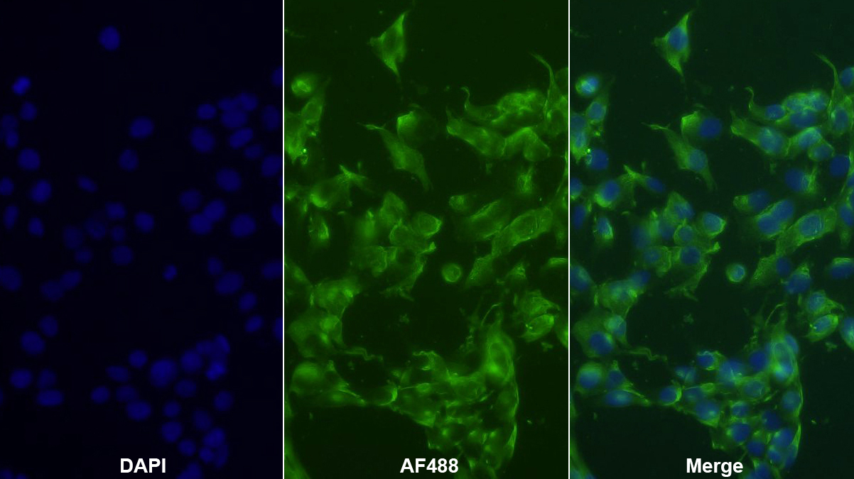Polyclonal Antibody to Angiopoietin Like Protein 6 (ANGPTL6)