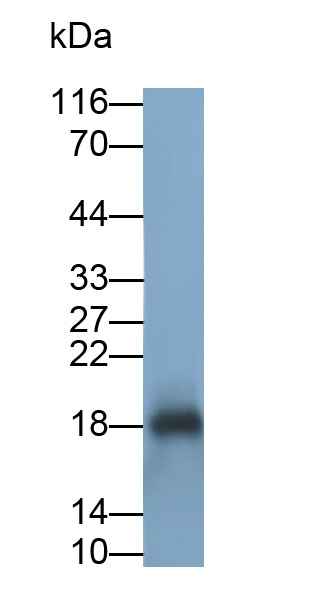 Polyclonal Antibody to Fibronectin Type III Domain Containing Protein 5 (FNDC5)