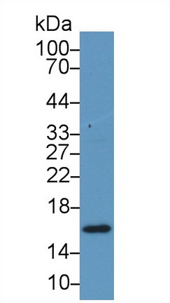 Polyclonal Antibody to Retinol Binding Protein 5, Cellular (RBP5)