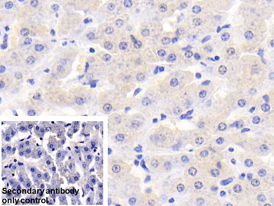 Polyclonal Antibody to Retinol Binding Protein 5, Cellular (RBP5)