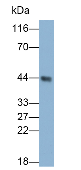 Polyclonal Antibody to Wingless Type MMTV Integration Site Family, Member 5A (WNT5A)