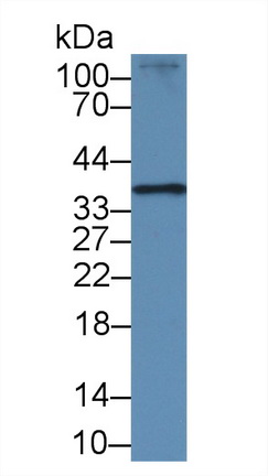 Polyclonal Antibody to RAD51 Homolog (RAD51)