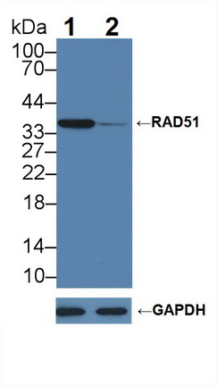Polyclonal Antibody to RAD51 Homolog (RAD51)